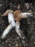  ( - HAY-F-006057)  @11 [ ] by-nc (2023) Dean Lyons Fungal Diversity Survey