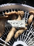  ( - HAY-F-006057)  @11 [ ] by-nc (2023) Dean Lyons Fungal Diversity Survey