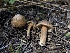  (Inocybe sp. CA31 - HAY-F-006036)  @11 [ ] by-nc (2023) Dean Lyons Fungal Diversity Survey