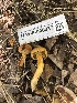  ( - HAY-F-006037)  @11 [ ] by-nc (2023) Dean Lyons Fungal Diversity Survey
