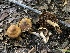  ( - HAY-F-006060)  @11 [ ] by-nc (2023) Dean Lyons Fungal Diversity Survey