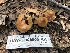  ( - HAY-F-006060)  @11 [ ] by-nc (2023) Dean Lyons Fungal Diversity Survey