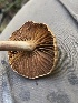  ( - HAY-F-006060)  @11 [ ] by-nc (2023) Dean Lyons Fungal Diversity Survey