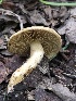  ( - HAY-F-006039)  @11 [ ] by-nc (2023) Dean Lyons Fungal Diversity Survey