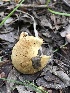  ( - HAY-F-006039)  @11 [ ] by-nc (2023) Dean Lyons Fungal Diversity Survey