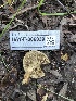  ( - HAY-F-006039)  @11 [ ] by-nc (2023) Dean Lyons Fungal Diversity Survey