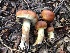  (Pholiota ferrugineolutescens - HAY-F-006041)  @11 [ ] by-nc (2023) Dean Lyons Fungal Diversity Survey