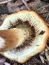  ( - HAY-F-006041)  @11 [ ] by-nc (2023) Dean Lyons Fungal Diversity Survey