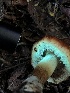  ( - HAY-F-006041)  @11 [ ] by-nc (2023) Dean Lyons Fungal Diversity Survey