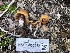  (Cortinarius sp. Harrower129 - HAY-F-006058)  @11 [ ] by-nc (2023) Dean Lyons Fungal Diversity Survey