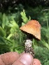  ( - HAY-F-006058)  @11 [ ] by-nc (2023) Dean Lyons Fungal Diversity Survey