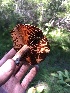 ( - HAY-F-006570)  @11 [ ] by-nc (2023) Dean Lyons Fungal Diversity Survey