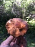  ( - HAY-F-006570)  @11 [ ] by-nc (2023) Dean Lyons Fungal Diversity Survey