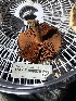  ( - HAY-F-006570)  @11 [ ] by-nc (2023) Dean Lyons Fungal Diversity Survey