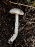  ( - HAY-F-006054)  @11 [ ] by-nc (2023) Dean Lyons Fungal Diversity Survey