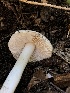  ( - HAY-F-006054)  @11 [ ] by-nc (2023) Dean Lyons Fungal Diversity Survey