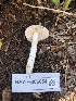  ( - HAY-F-006054)  @11 [ ] by-nc (2023) Dean Lyons Fungal Diversity Survey
