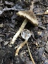  (Inocybe sp. CA29 - HAY-F-006051)  @11 [ ] by-nc (2023) Dean Lyons Fungal Diversity Survey