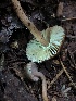  ( - HAY-F-006051)  @11 [ ] by-nc (2023) Dean Lyons Fungal Diversity Survey