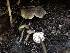  ( - HAY-F-006691)  @11 [ ] by-nc (2023) Dean Lyons Fungal Diversity Survey