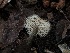  ( - HAY-F-006691)  @11 [ ] by-nc (2023) Dean Lyons Fungal Diversity Survey