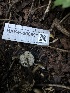  ( - HAY-F-006691)  @11 [ ] by-nc (2023) Dean Lyons Fungal Diversity Survey