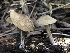 ( - HAY-F-006735)  @11 [ ] by-nc (2023) Dean Lyons Fungal Diversity Survey