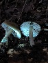  ( - HAY-F-006735)  @11 [ ] by-nc (2023) Dean Lyons Fungal Diversity Survey
