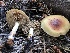  ( - HAY-F-006694)  @11 [ ] by-nc (2023) Dean Lyons Fungal Diversity Survey