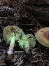  ( - HAY-F-006694)  @11 [ ] by-nc (2023) Dean Lyons Fungal Diversity Survey