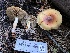  ( - HAY-F-006694)  @11 [ ] by-nc (2023) Dean Lyons Fungal Diversity Survey