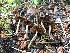  ( - HAY-F-006696)  @11 [ ] by-nc (2023) Dean Lyons Fungal Diversity Survey