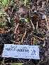  ( - HAY-F-006696)  @11 [ ] by-nc (2023) Dean Lyons Fungal Diversity Survey