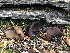  ( - HAY-F-006734)  @11 [ ] by-nc (2023) Dean Lyons Fungal Diversity Survey
