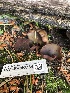  ( - HAY-F-006734)  @11 [ ] by-nc (2023) Dean Lyons Fungal Diversity Survey