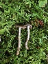  ( - HAY-F-006732)  @11 [ ] by-nc (2023) Dean Lyons Fungal Diversity Survey