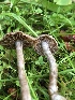  ( - HAY-F-006732)  @11 [ ] by-nc (2023) Dean Lyons Fungal Diversity Survey