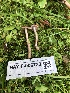  ( - HAY-F-006732)  @11 [ ] by-nc (2023) Dean Lyons Fungal Diversity Survey