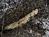  (Poriella - HAY-F-006705)  @11 [ ] by-nc (2023) Dean Lyons Fungal Diversity Survey