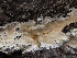  ( - HAY-F-006705)  @11 [ ] by-nc (2023) Dean Lyons Fungal Diversity Survey