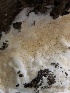  ( - HAY-F-006705)  @11 [ ] by-nc (2023) Dean Lyons Fungal Diversity Survey