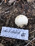  ( - HAY-F-006707)  @11 [ ] by-nc (2023) Dean Lyons Fungal Diversity Survey