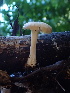  ( - HAY-F-006692)  @11 [ ] by-nc (2023) Dean Lyons Fungal Diversity Survey