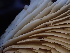  ( - HAY-F-006692)  @11 [ ] by-nc (2023) Dean Lyons Fungal Diversity Survey