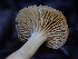  ( - HAY-F-006692)  @11 [ ] by-nc (2023) Dean Lyons Fungal Diversity Survey