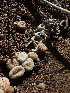  ( - HAY-F-006709)  @11 [ ] by-nc (2023) Dean Lyons Fungal Diversity Survey