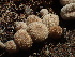  ( - HAY-F-006709)  @11 [ ] by-nc (2023) Dean Lyons Fungal Diversity Survey