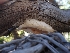  ( - HAY-F-005018)  @11 [ ] by-nc (2023) Sadie Hickey Fungal Diversity Survey