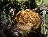  ( - HAY-F-003642)  @11 [ ] by-nc (2023) Sadie Hickey Fungal Diversity Survey