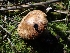  ( - HAY-F-003642)  @11 [ ] by-nc (2023) Sadie Hickey Fungal Diversity Survey